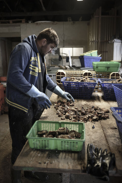  France, Loupian, 2022-11-03. Oyster farming in Loupian on the Thau basin / Bouzigues, Sete. Sorting and cleaning of oysters in an ostreic farmhouse. Photograph by Celine RAVIER / Hans Lucas. France, Loupian, 2022-11-03. Ostreiculture a Loupian sur le bassin de Thau / Bouzigues, Sete. Tri et nettoyage des huitres dans un mas ostreicole. Photographie par Celine RAVIER / Hans Lucas