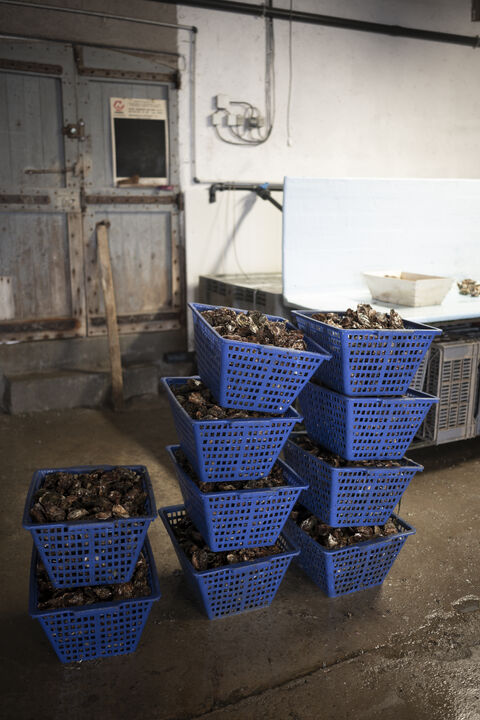  France, Loupian, 2022-11-03. Oyster farming in Loupian on the Thau basin / Bouzigues, Sete. Sorting and cleaning of oysters in an ostreic farmhouse. Photograph by Celine RAVIER / Hans Lucas. France, Loupian, 2022-11-03. Ostreiculture a Loupian sur le bassin de Thau / Bouzigues, Sete. Tri et nettoyage des huitres dans un mas ostreicole. Photographie par Celine RAVIER / Hans Lucas